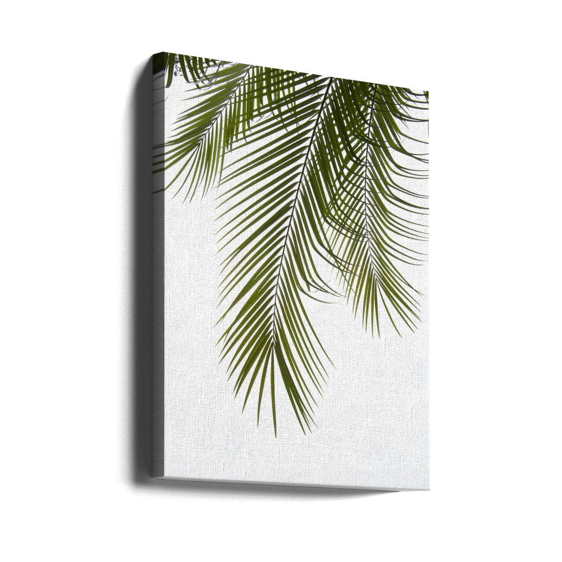 Palm Leaves Foliage Photo II by Amini54 | White Background Palm Leaves, Large Canvas Wall Art Print | Artsy Earth