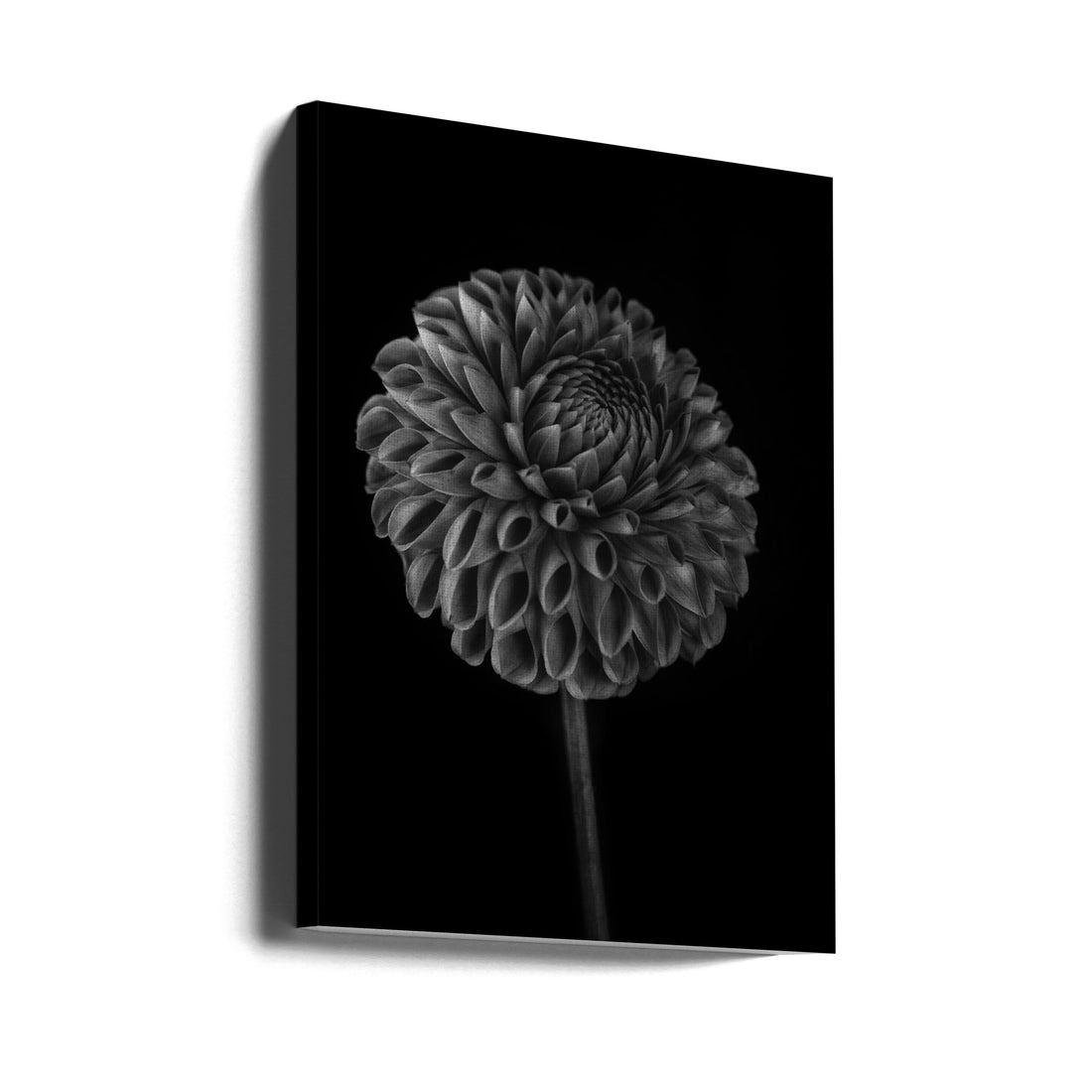 Dahlia Raindrops by Lotte Grønkjær | Botanical Dark Background, Large Canvas Wall Art Print | Artsy Earth