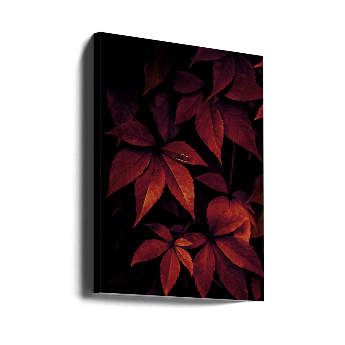 Dark Leaves by Mareike Böhmer | Macro Rain Photography, Large Canvas Wall Art Print | Artsy Earth