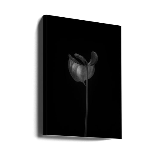 Dark Anthurium by Lotte Grønkjær | Black And White Botanical, Large Canvas Wall Art Print | Artsy Earth