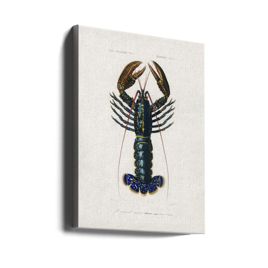 Crimson Crawfish by Charles Dessalines D Orbigny | Vintage Shellfish Poster, Large Canvas Wall Art Print | Artsy Earth