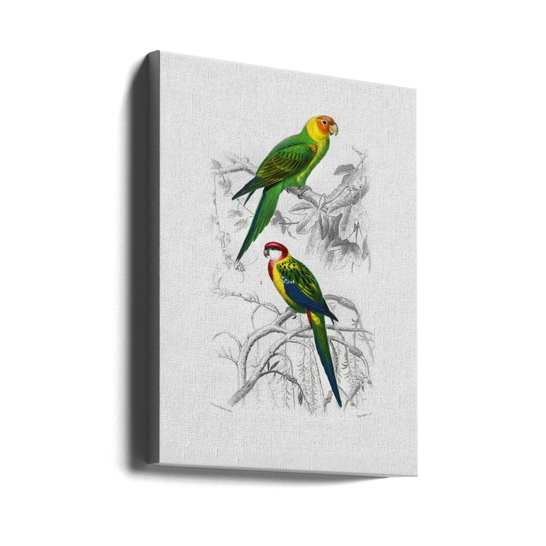 Vintage Parrot Poster by Charles Dessalines D Orbigny | Retro Wildlife Illustration, Large Canvas Wall Art Print | Artsy Earth