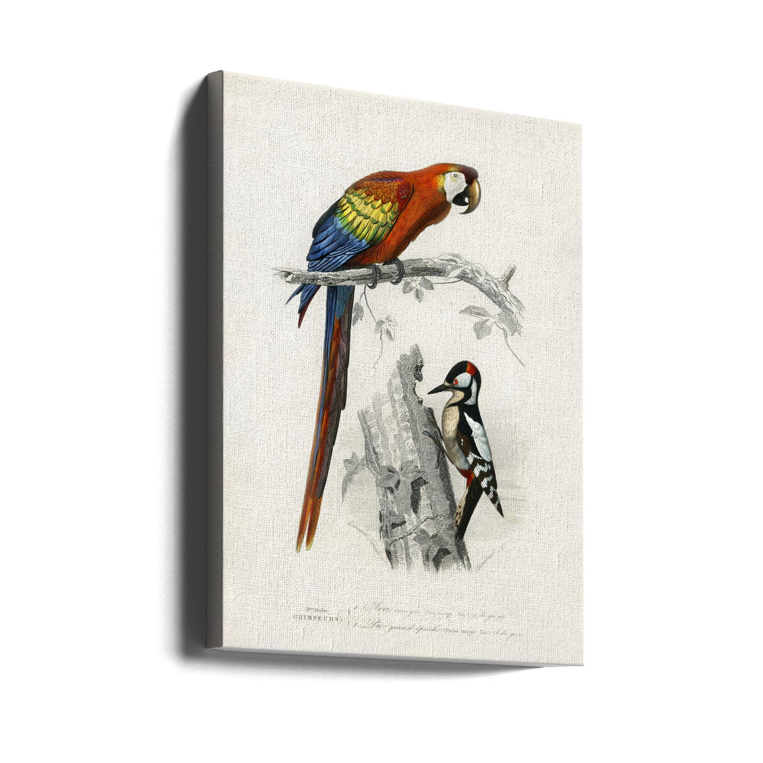 Birds II by Charles Dessalines D Orbigny | Vintage Parrot Poster, Large Canvas Wall Art Print | Artsy Earth