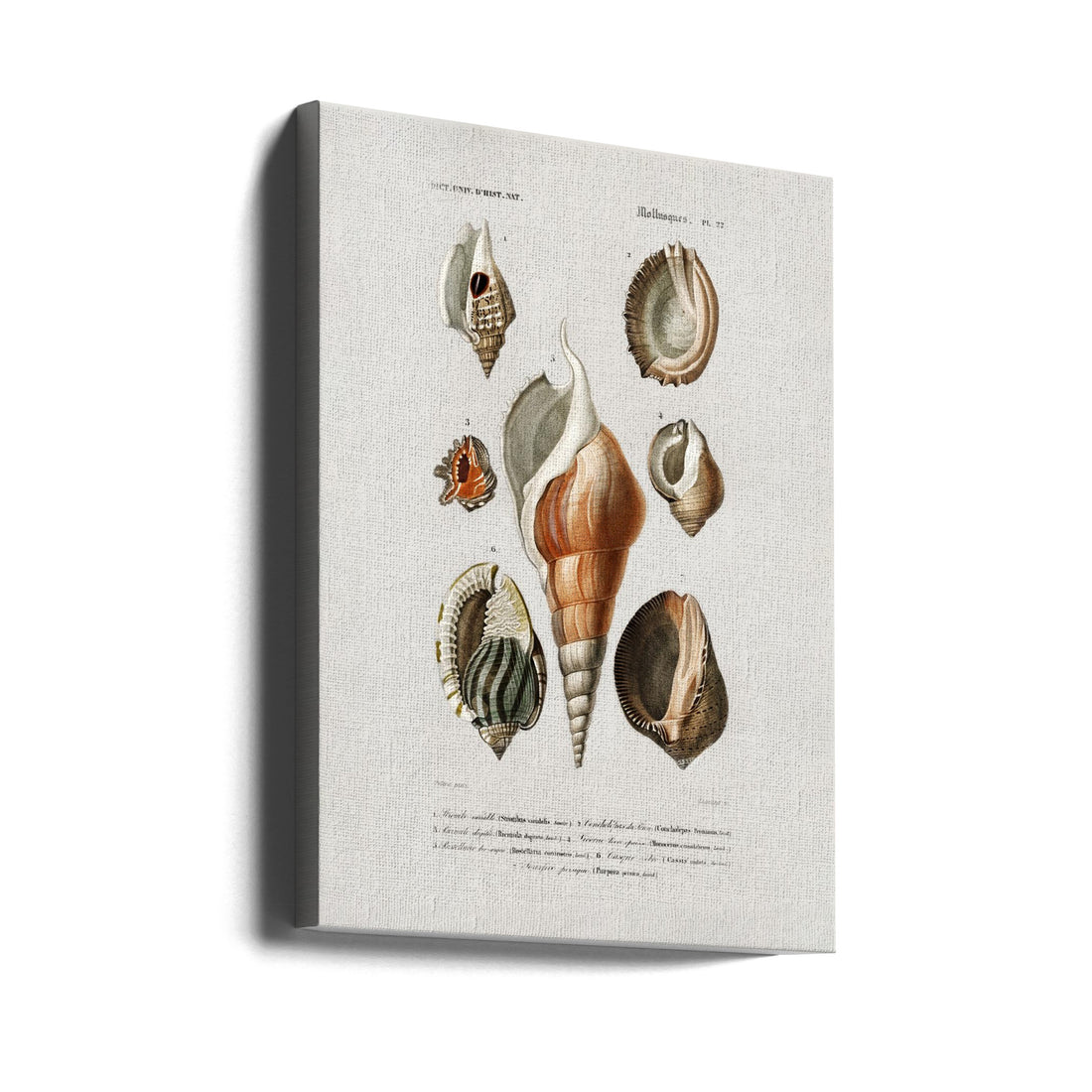 Different Types of Mollusks by Charles Dessalines D Orbigny | Vintage Seashells Poster, Large Canvas Wall Art Print | Artsy Earth