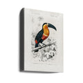 Vintage Toucan Poster by Charles Dessalines D Orbigny | Wildlife Bird Illustration, Large Canvas Wall Art Print | Artsy Earth