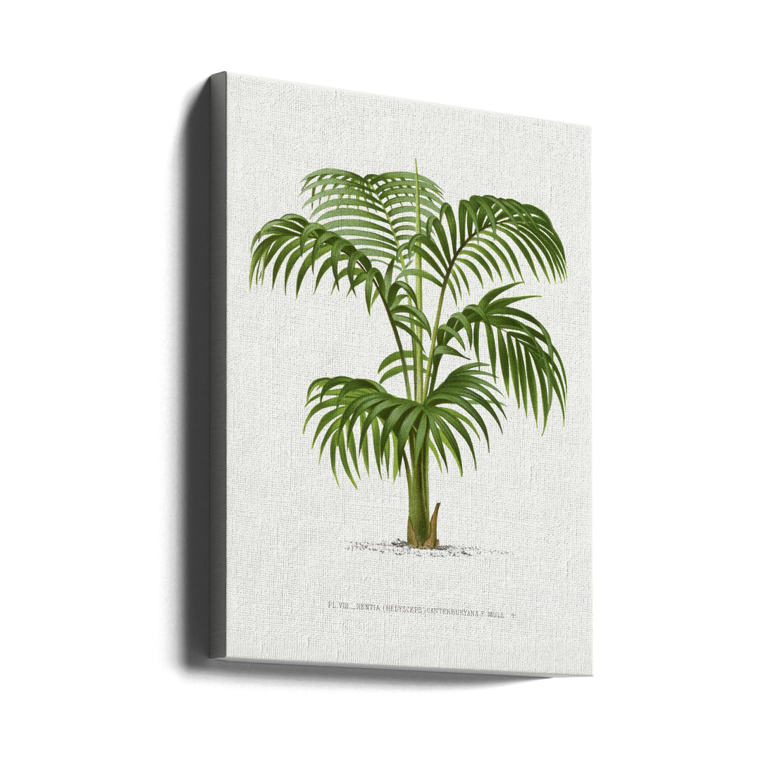 Vintage Palm Poster by Les Palmiers Histoire Iconographique | Botanical Palm Illustration, Large Canvas Wall Art Print | Artsy Earth