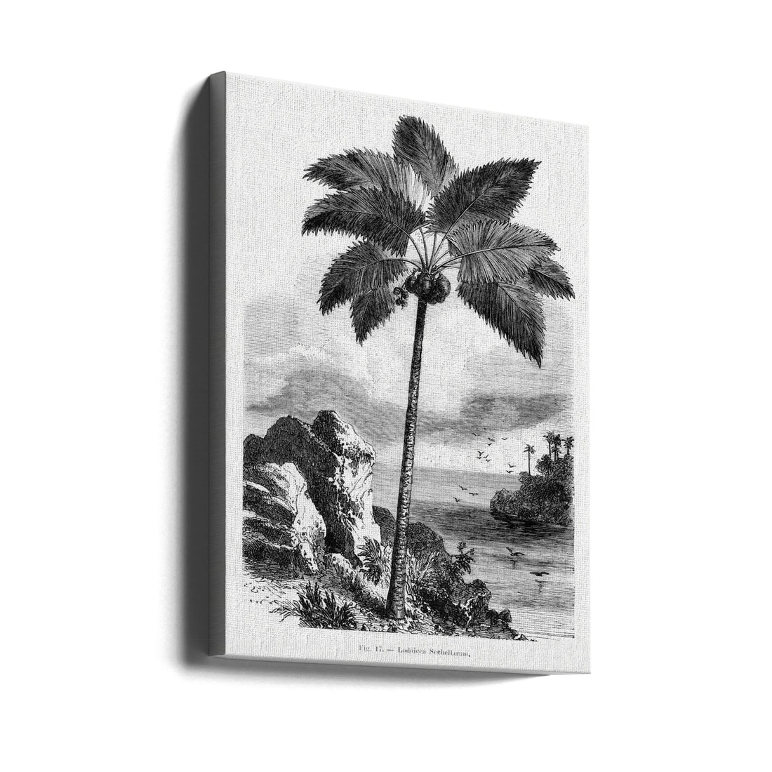 Vintage Palm Tree Drawing by Les Palmiers Histoire Iconographique | Botanical Illustration Retro, Large Canvas Wall Art Print | Artsy Earth