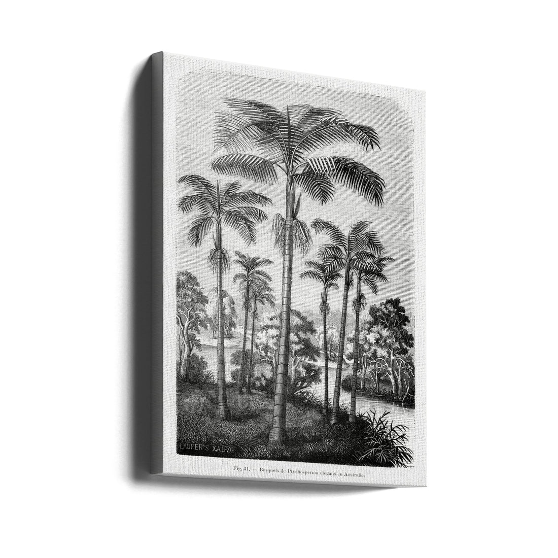 Vintage Palm Tree Drawing by Les Palmiers Histoire Iconographique | Botanical Tropical Illustration, Large Canvas Wall Art Print | Artsy Earth