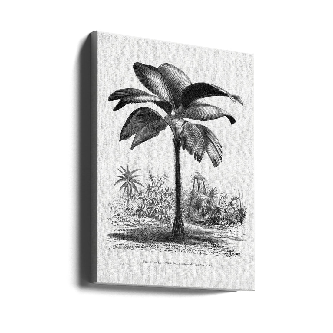 Vintage Palm Tree Drawing by Les Palmiers Histoire Iconographique | Botanical Tropical Illustration, Large Canvas Wall Art Print | Artsy Earth