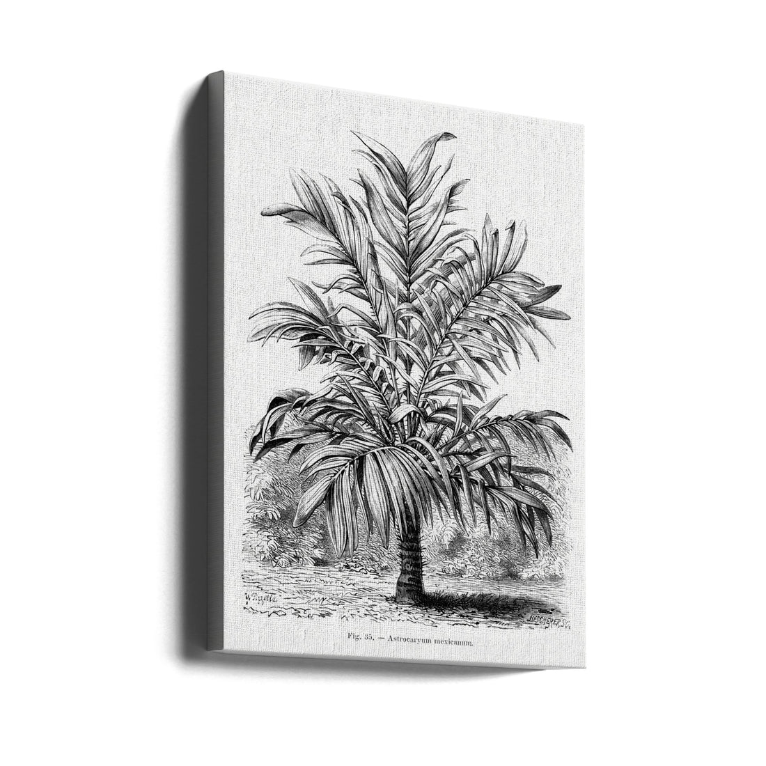 Vintage Palm Tree Drawing by Les Palmiers Histoire Iconographique | Botanical Illustration Tropical, Large Canvas Wall Art Print | Artsy Earth