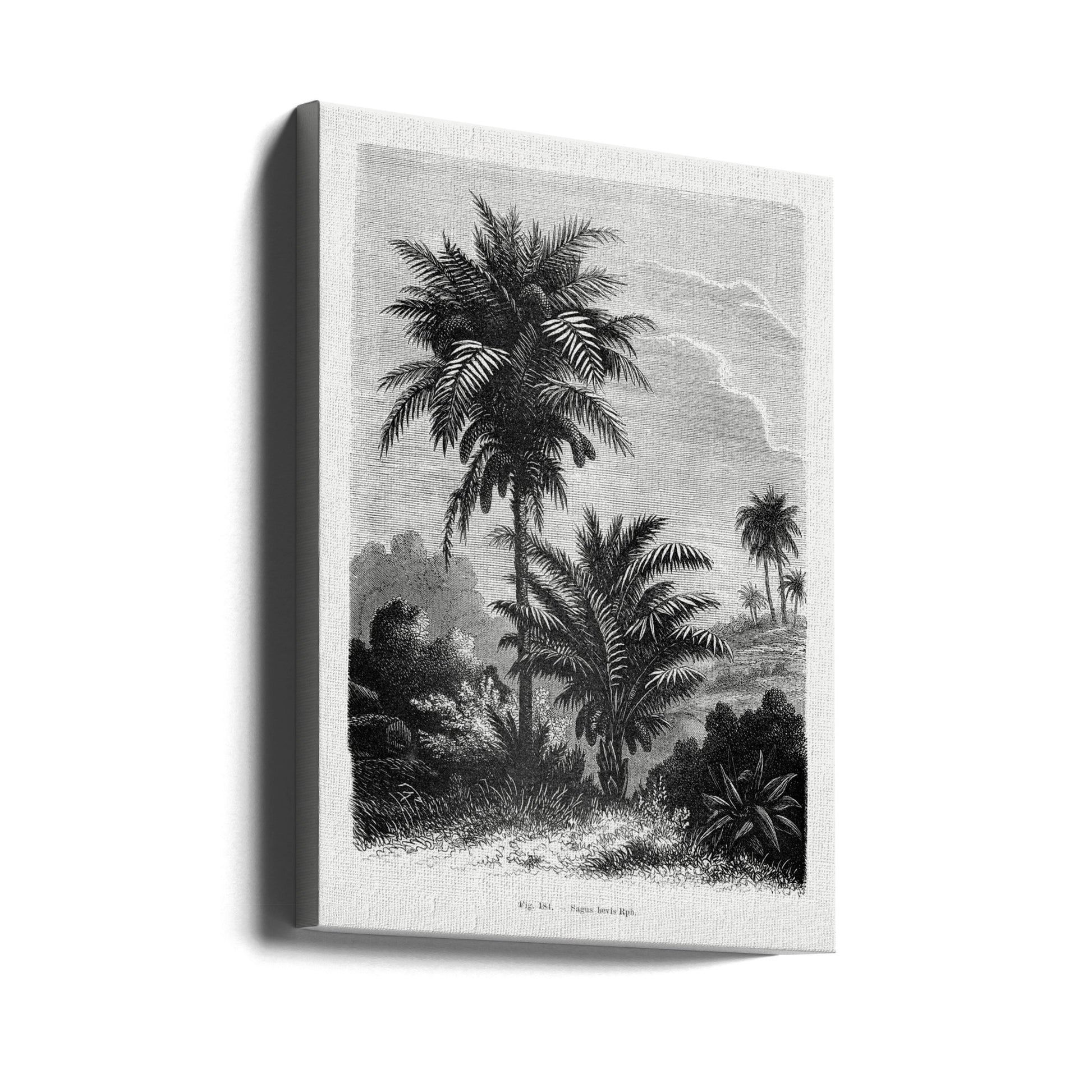 Vintage Palm Tree Drawing V by Les Palmiers Histoire Iconographique | Botanical Palm Illustration, Large Canvas Wall Art Print | Artsy Earth