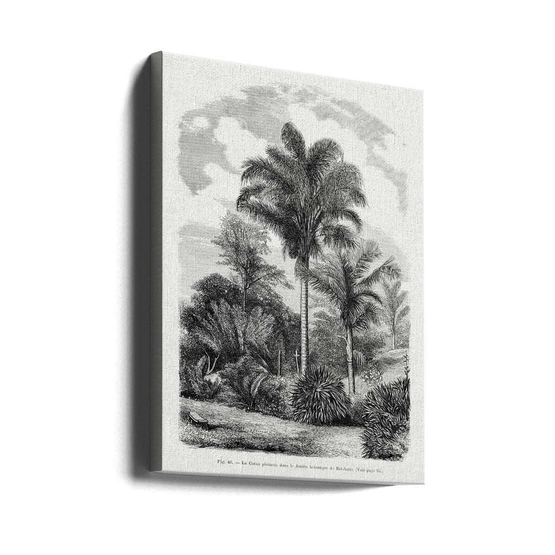 Vintage Palm Tree Drawing by Les Palmiers Histoire Iconographique | Botanical Tropical Illustration, Large Canvas Wall Art Print | Artsy Earth