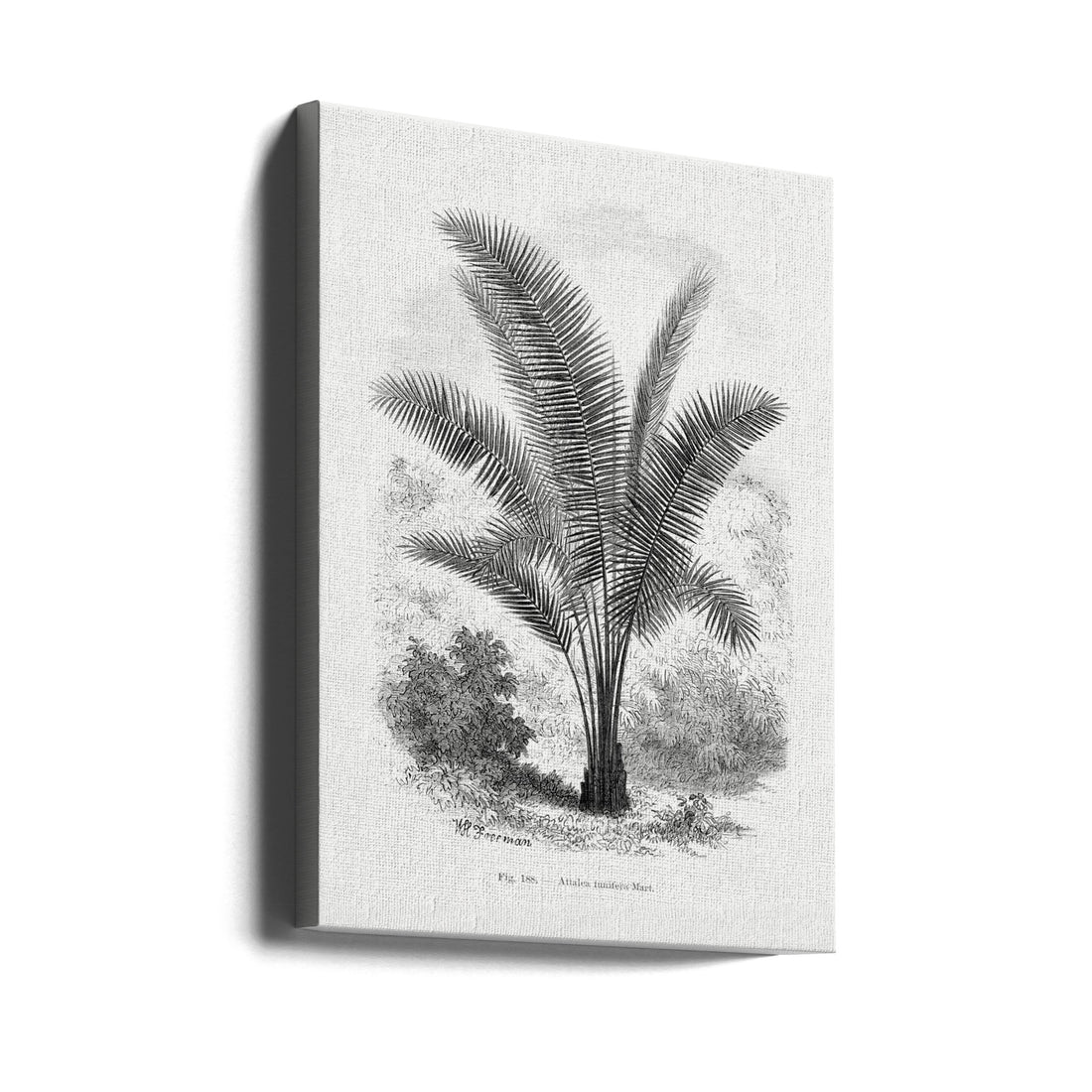 Vintage Palm Tree Drawing by Les Palmiers Histoire Iconographique | Botanical Tropical Illustration, Large Canvas Wall Art Print | Artsy Earth