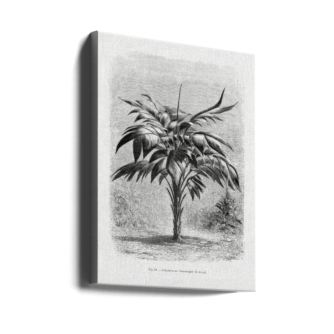 Vintage Palm Tree Drawing by Les Palmiers Histoire Iconographique | Botanical Illustration Retro, Large Canvas Wall Art Print | Artsy Earth