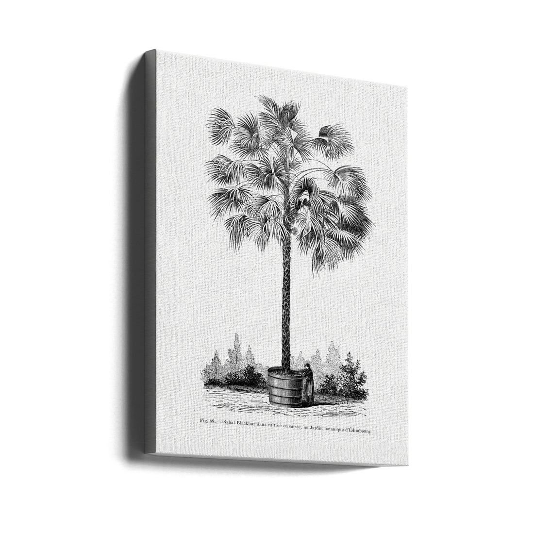 Vintage Palm Tree Drawing by Les Palmiers Histoire Iconographique | Botanical Palm Illustration, Large Canvas Wall Art Print | Artsy Earth