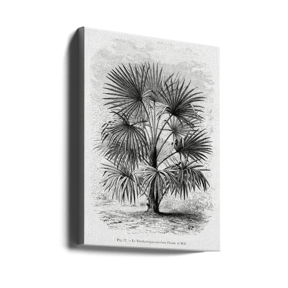 Vintage Palm Tree Drawing by Les Palmiers Histoire Iconographique | Botanical Tropical Illustration, Large Canvas Wall Art Print | Artsy Earth