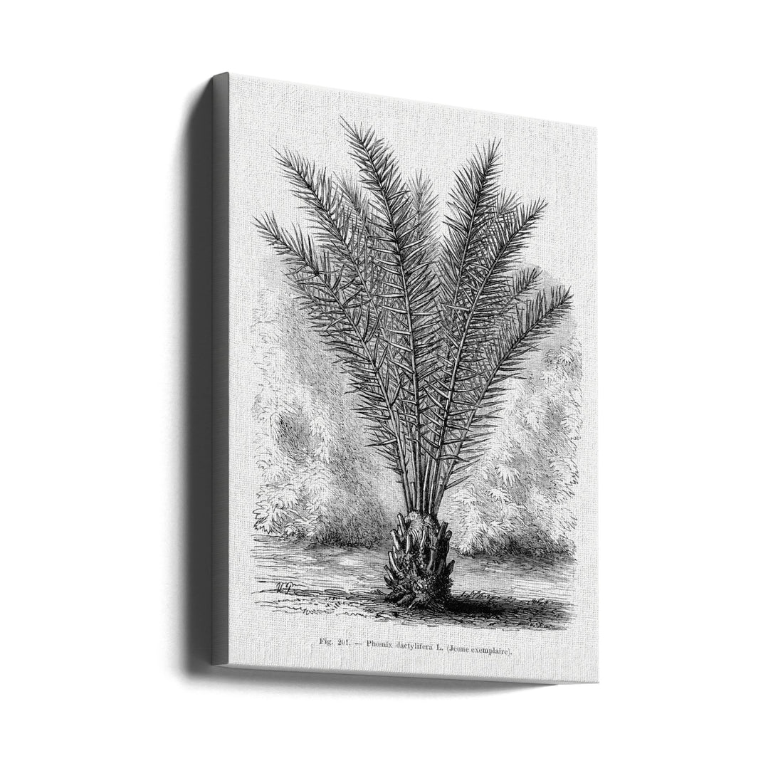 Vintage Palm Tree Drawing by Les Palmiers Histoire Iconographique | Botanical Tropical Illustration, Large Canvas Wall Art Print | Artsy Earth