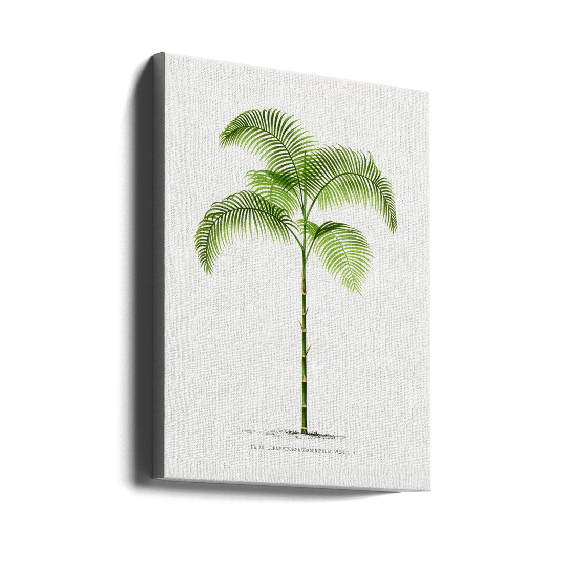 Vintage Palm Print by Les Palmiers Histoire Iconographique | Botanical Palm Illustration, Large Canvas Wall Art Print | Artsy Earth