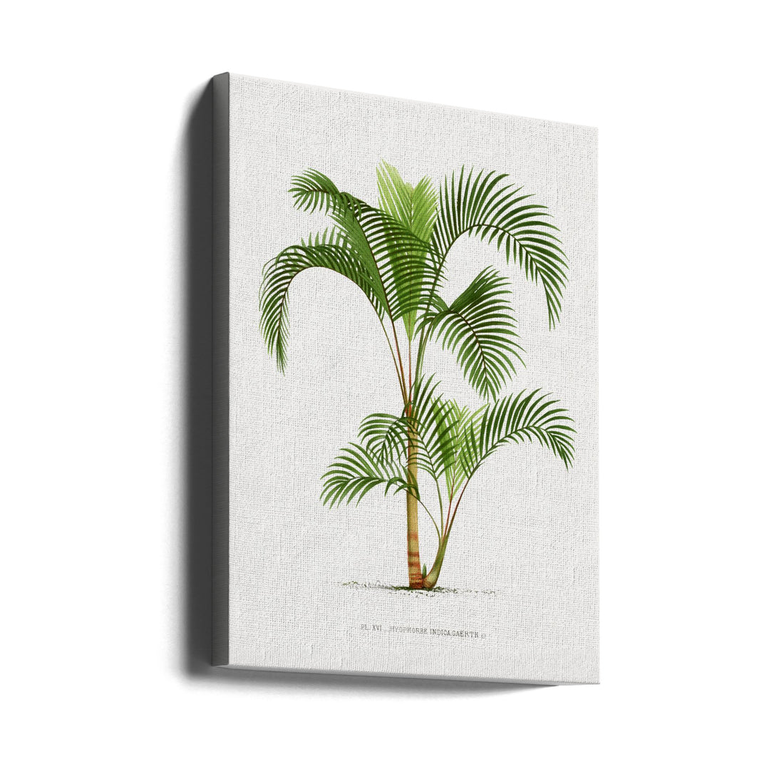 Vintage Palm Study by Les Palmiers Histoire Iconographique | Botanical Palm Illustration, Large Canvas Wall Art Print | Artsy Earth