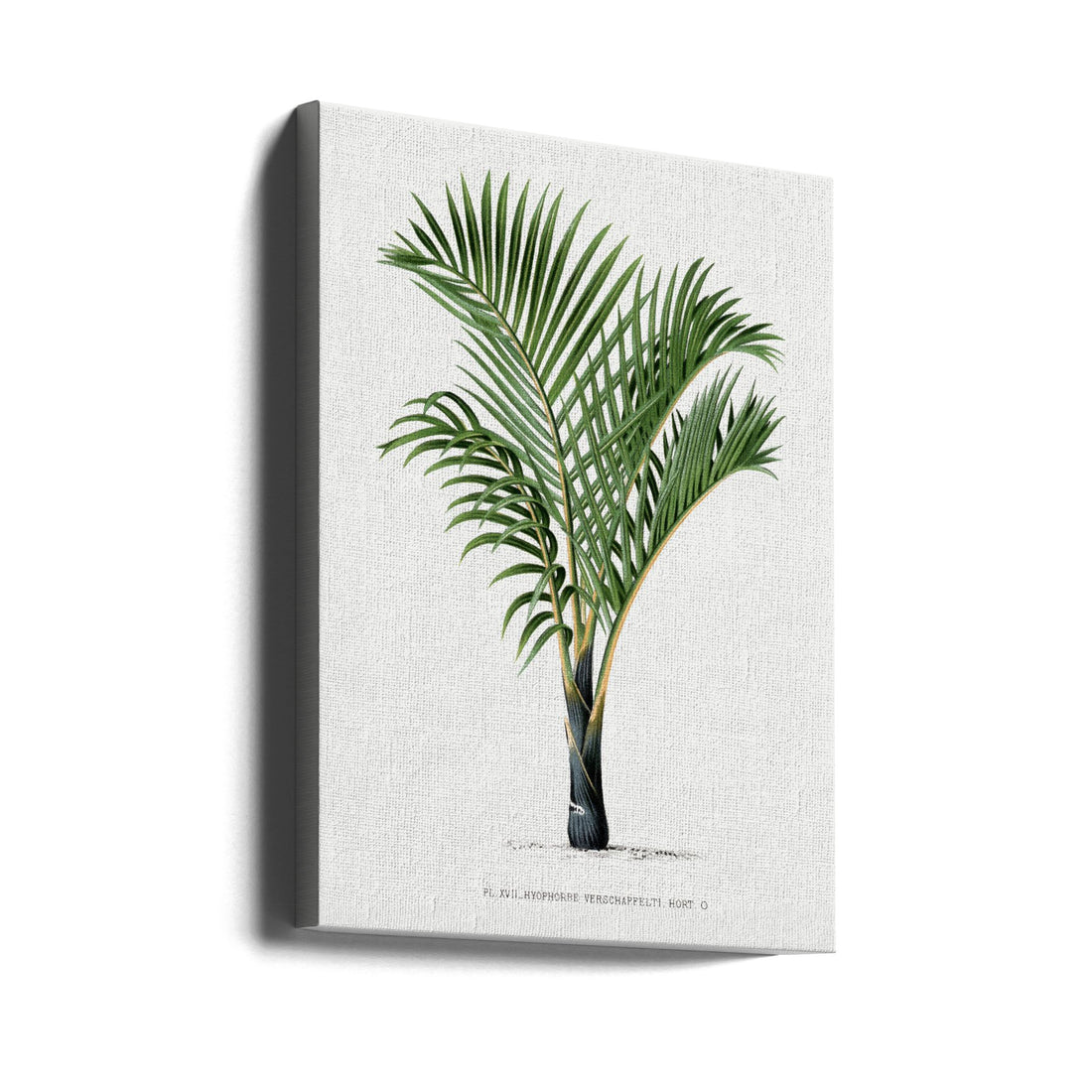 Vintage Palm Print by Les Palmiers Histoire Iconographique | Botanical Tropical Illustration, Large Canvas Wall Art Print | Artsy Earth