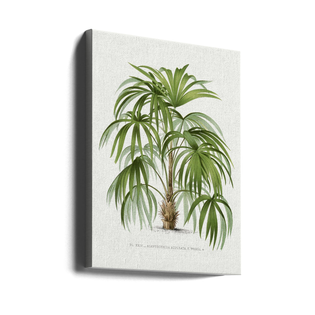 Vintage Palm Botanical by Les Palmiers Histoire Iconographique | Vintage Botanical Illustration, Large Canvas Wall Art Print | Artsy Earth