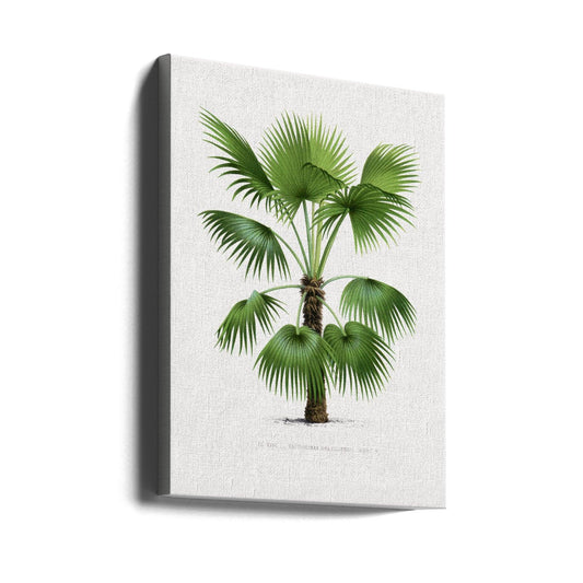 Vintage Palm Print by Les Palmiers Histoire Iconographique | Botanical Tropical Illustration, Large Canvas Wall Art Print | Artsy Earth