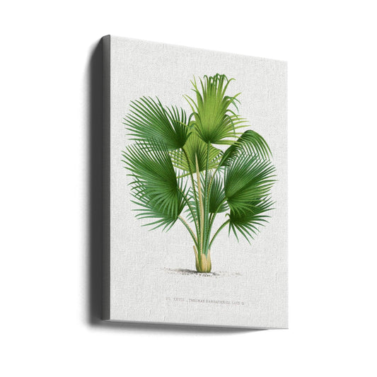 Vintage Palm Tree by Les Palmiers Histoire Iconographique | Botanical Palm Illustration, Large Canvas Wall Art Print | Artsy Earth