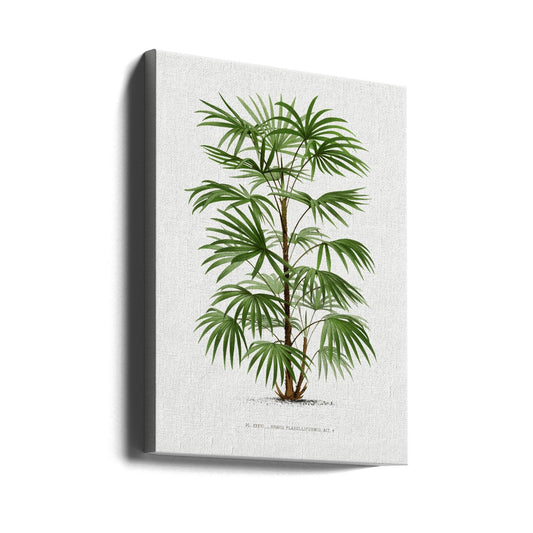 Vintage Palm Study by Les Palmiers Histoire Iconographique | Botanical Palm Illustration, Large Canvas Wall Art Print | Artsy Earth