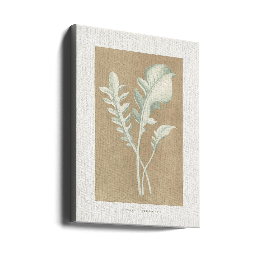 Centaurea Leaf Art by Les Plantes A Feuillage Colore | Vintage Botanical Illustration, Large Canvas Wall Art Print | Artsy Earth