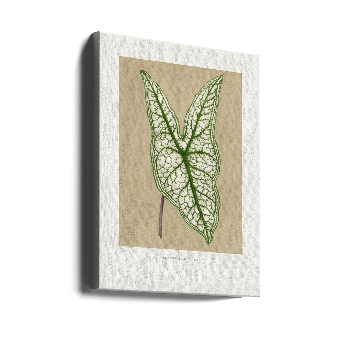 Green Caladium Leaf by Les Plantes A Feuillage Colore | Vintage Botanical Illustration, Large Canvas Wall Art Print | Artsy Earth