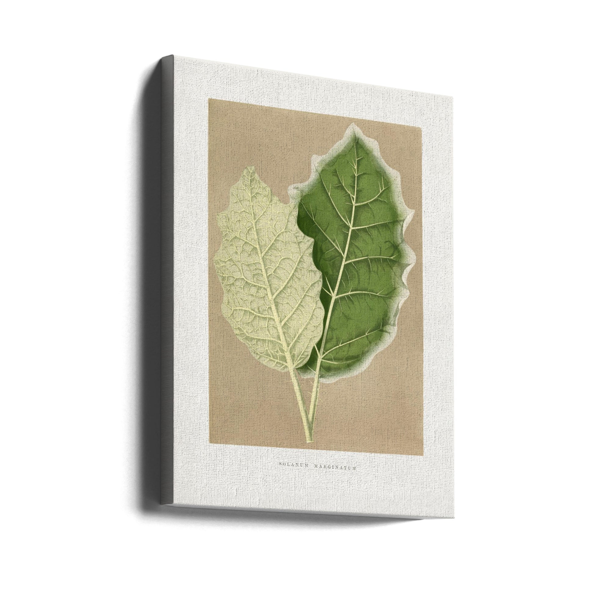 Green Solanum Leaf by Les Plantes A Feuillage Colore | Vintage Botanical Illustration, Large Canvas Wall Art Print | Artsy Earth