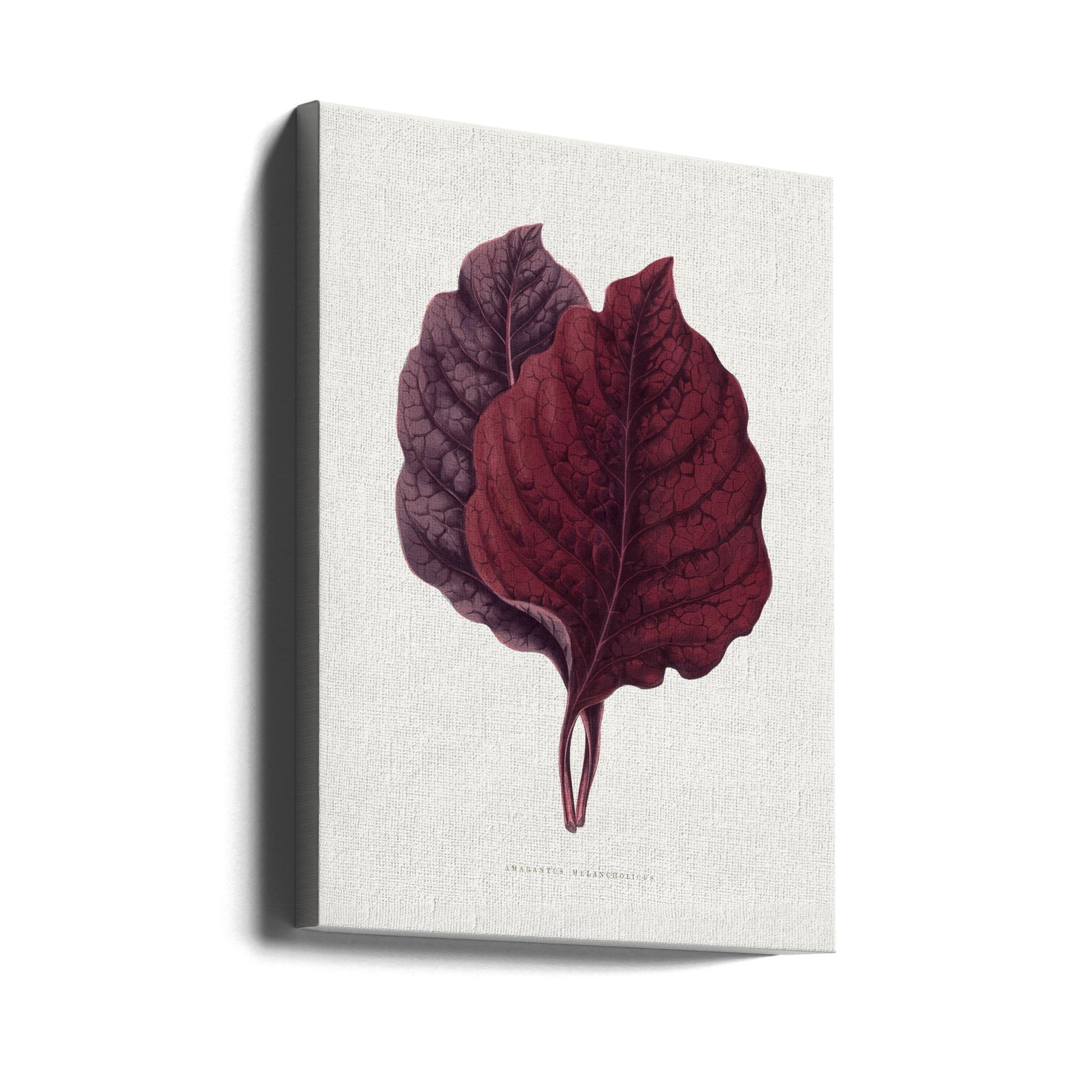 Pink Amarantus Leaf by Les Plantes A Feuillage Colore | Vintage Botanical Illustration, Large Canvas Wall Art Print | Artsy Earth