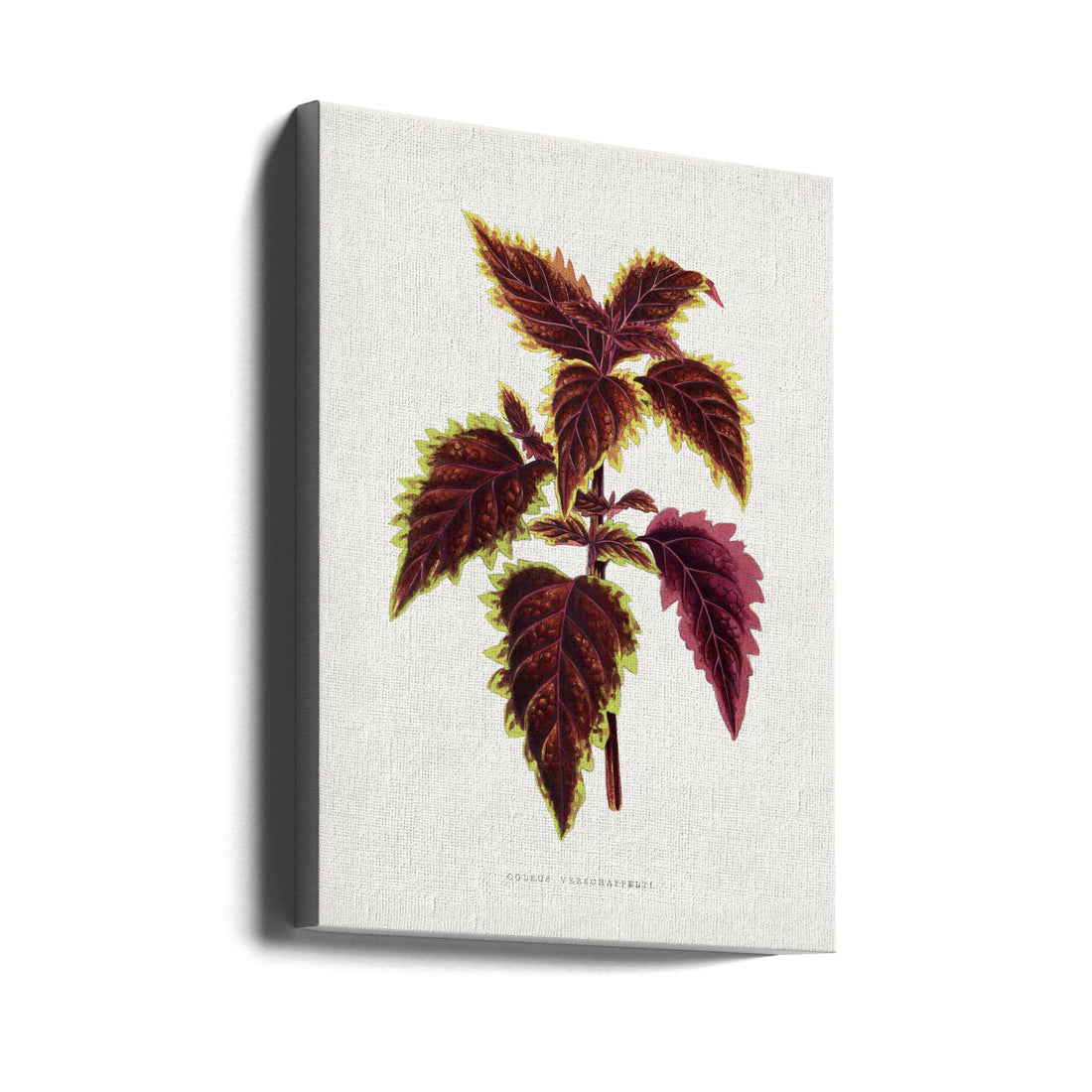 Pink Coleus Leaf Illustration by Les Plantes A Feuillage Colore | Vintage Botanical Illustration, Large Canvas Wall Art Print | Artsy Earth