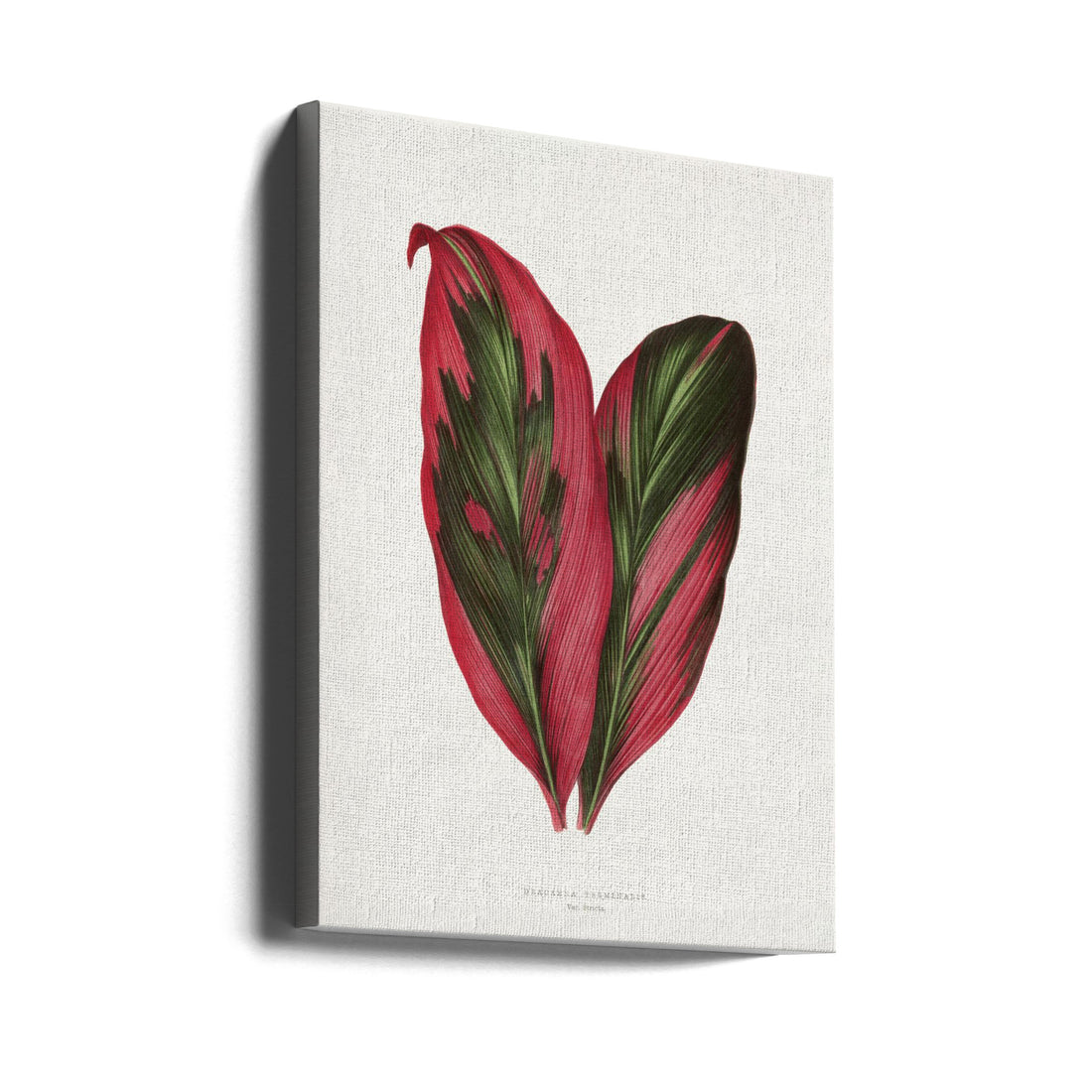 Pink Dracaena Leaf by Les Plantes A Feuillage Colore | Vintage Botanical Illustration, Large Canvas Wall Art Print | Artsy Earth