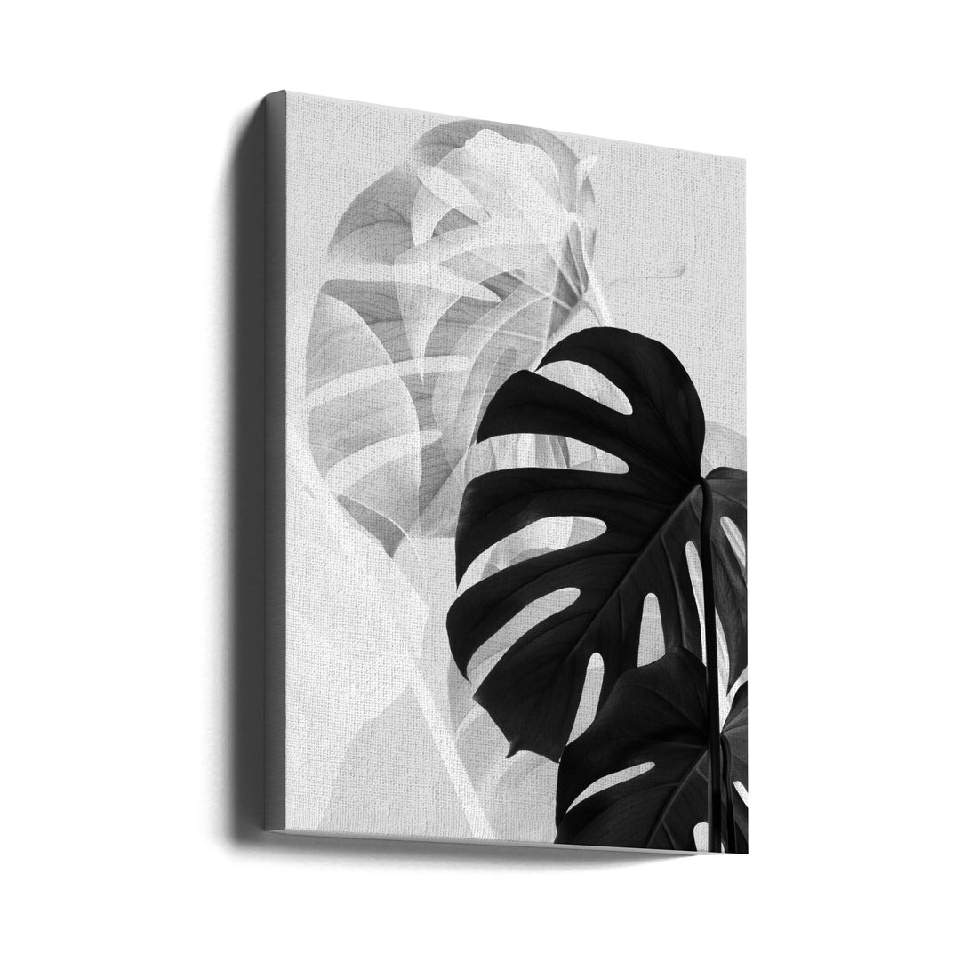 Monstera Black and White by Pictufy Studio Iii | Botanical Monochrome Plant, Large Canvas Wall Art Print | Artsy Earth