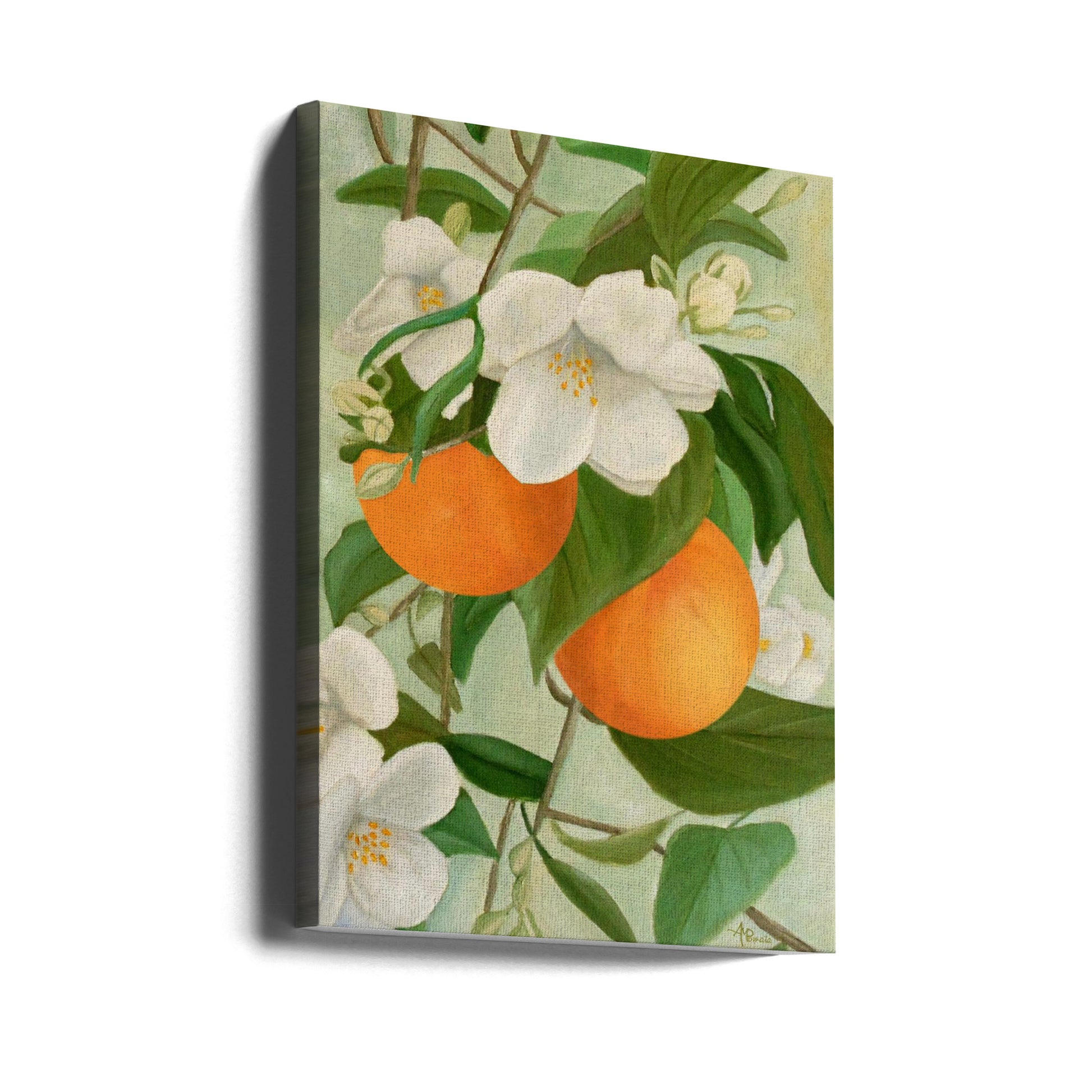 Branch of Orange Tree In Bloom by Angeles M. Pomata | Botanical Fruit Illustration, Large Canvas Wall Art Print | Artsy Earth