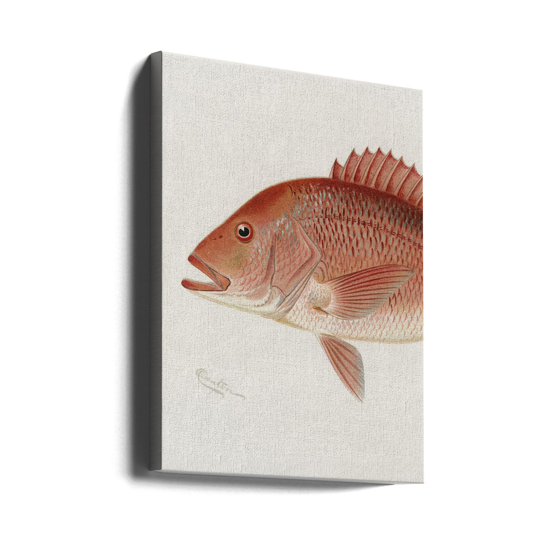 Red Snapper by Sherman F. Denton | Vintage Sealife Illustration, Large Canvas Wall Art Print | Artsy Earth