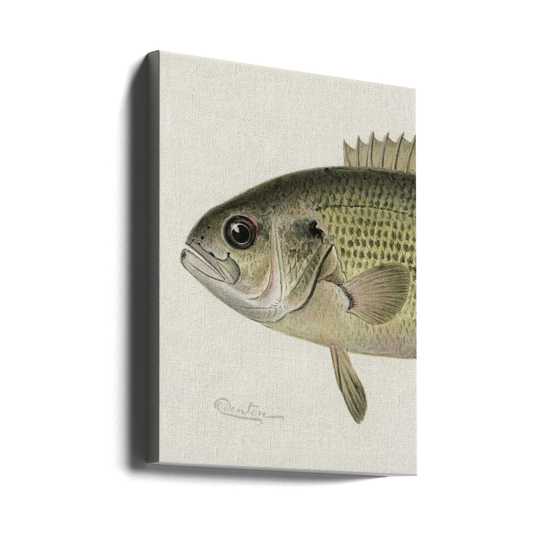 Rock Bass Crop by Sherman F. Denton | Vintage Sealife Illustration, Large Canvas Wall Art Print | Artsy Earth