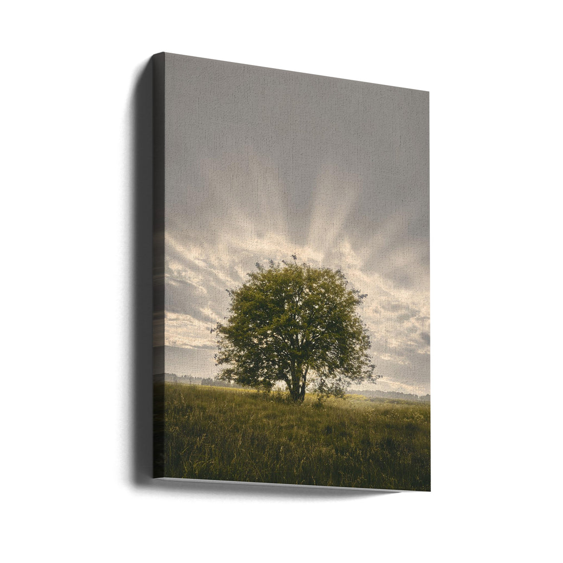 Sunbeams Through Tree by Hamed Bank | Lonely Tree Sunrays, Large Canvas Wall Art Print | Artsy Earth