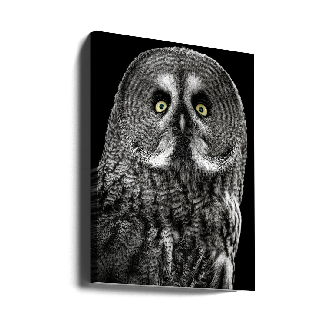 Wild Owl Portrait by Lee Kershaw | Wildlife Animal Portrait, Large Canvas Wall Art Print | Artsy Earth