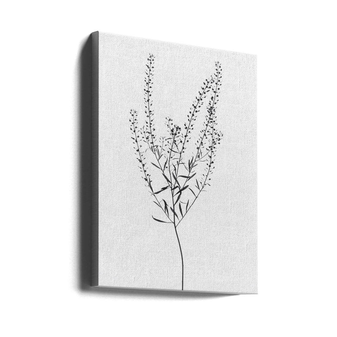 Delicate Plant I by Magda Izzard | Minimal Plant Photography, Large Canvas Wall Art Print | Artsy Earth