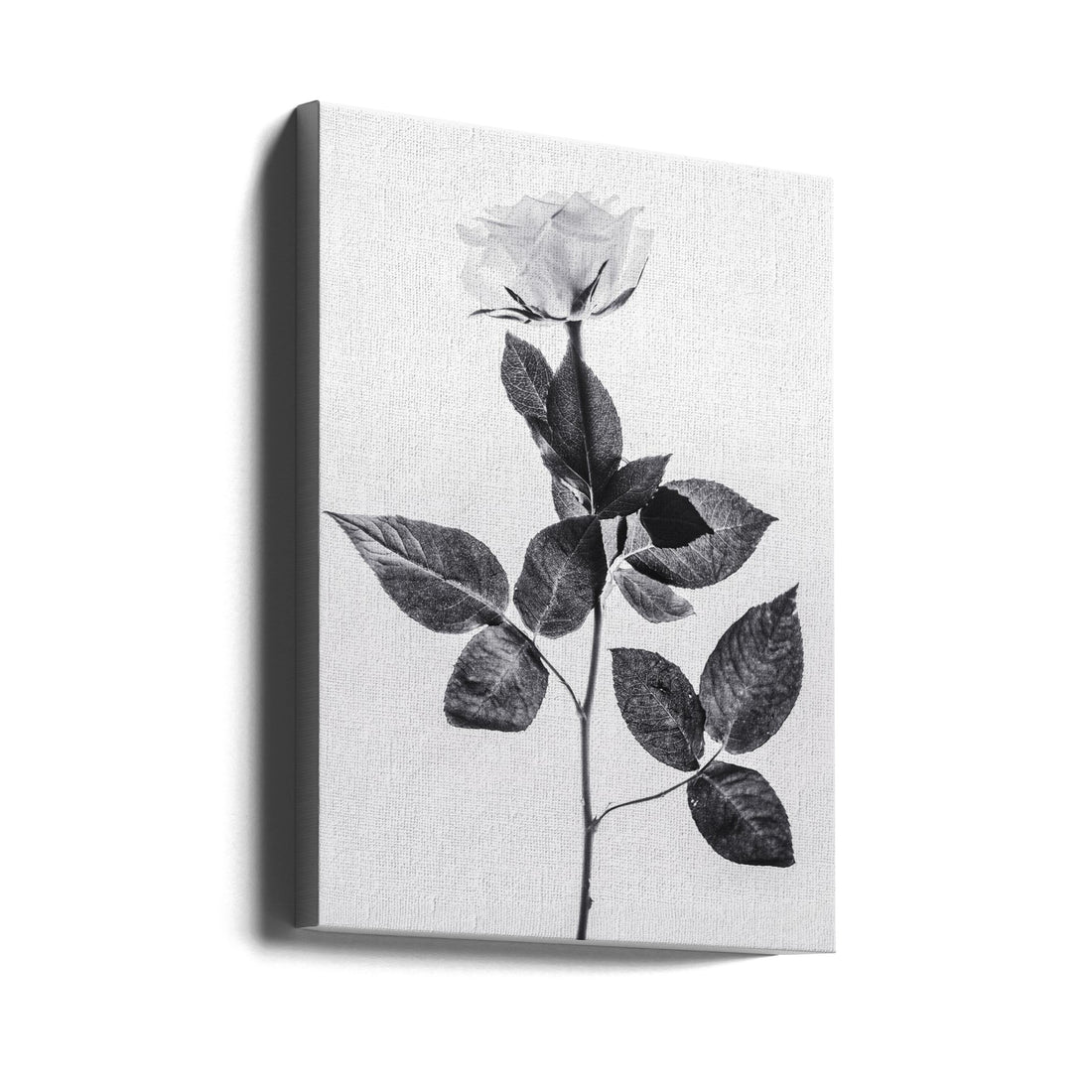 Rose Photography by Magda Izzard | Black And White Botanical, Large Canvas Wall Art Print | Artsy Earth