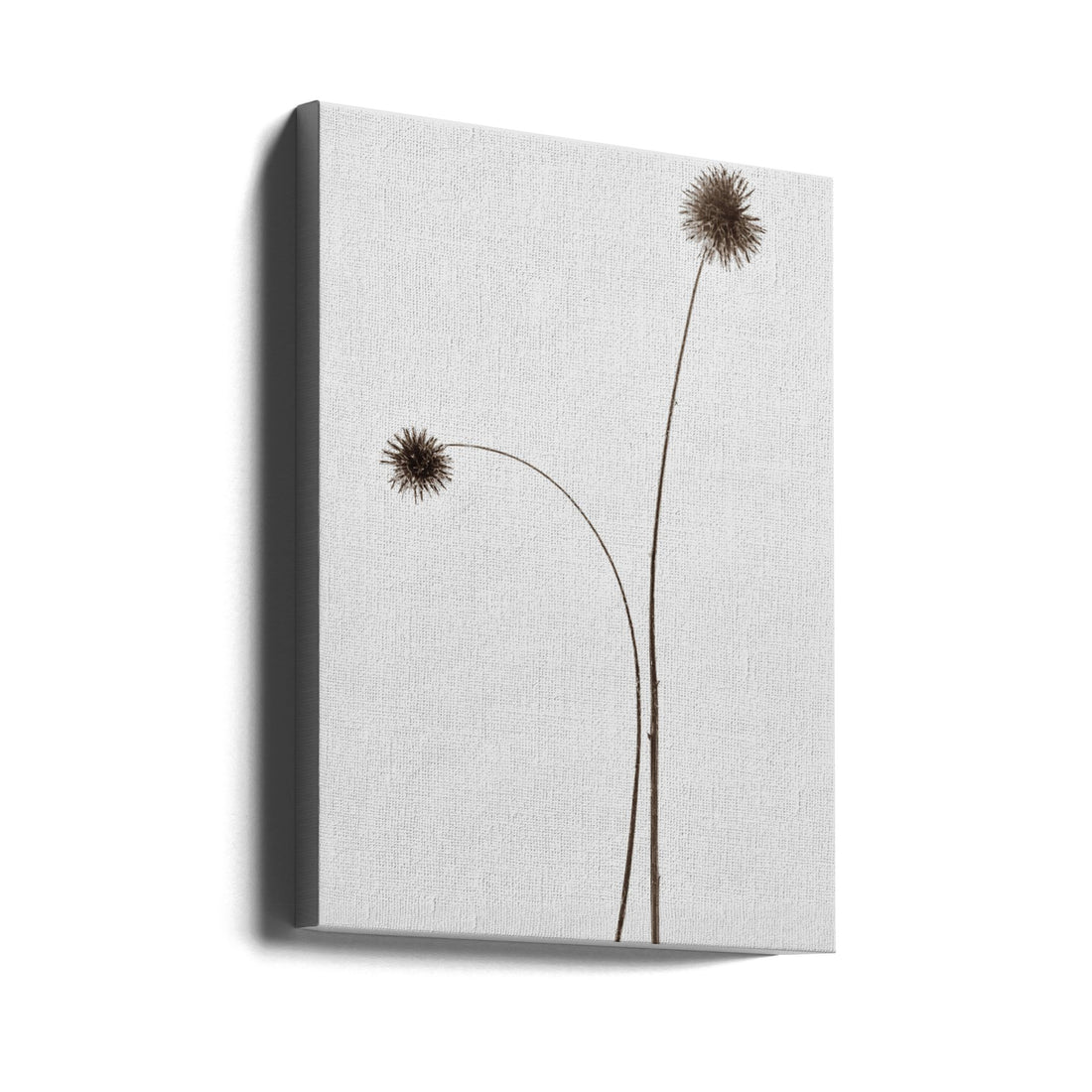 Minimal Botanical Art by Magda Izzard | Modern Floral Photography, Large Canvas Wall Art Print | Artsy Earth