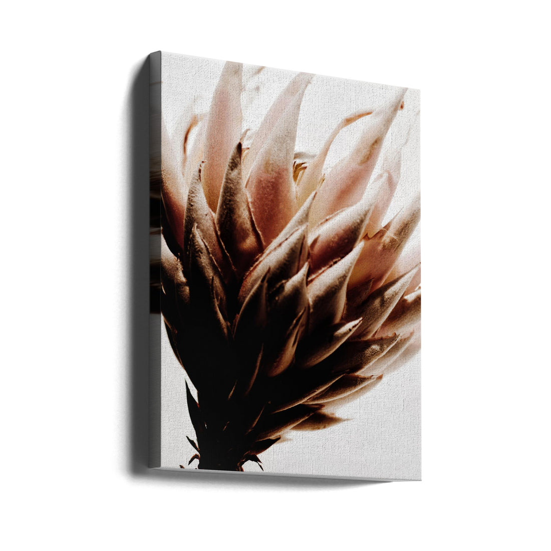 Modern Protea Print by Magda Izzard | Abstract Botanical Photography, Large Canvas Wall Art Print | Artsy Earth