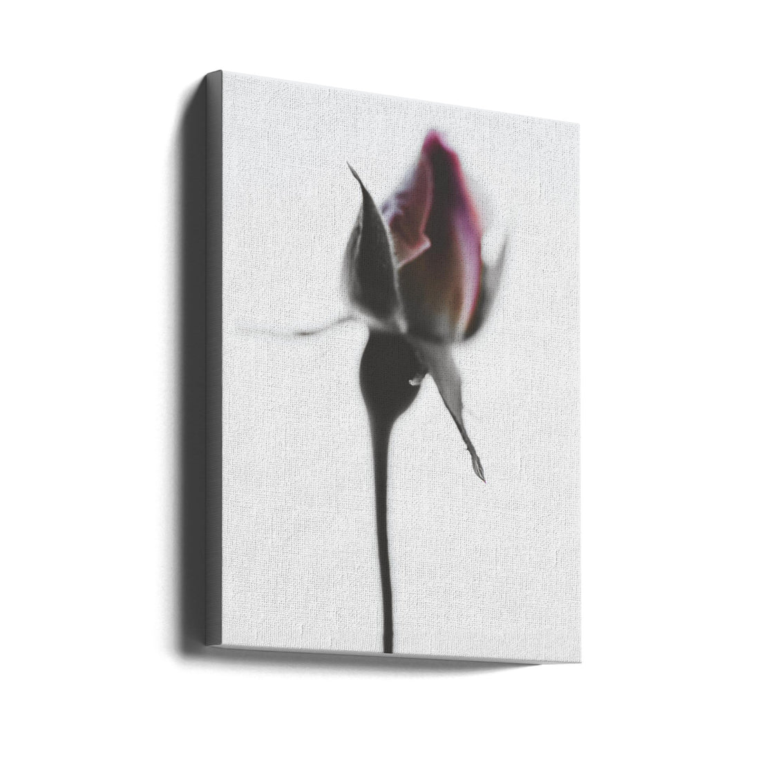 Elegant Rose by Magda Izzard | Minimal Botanical Photography, Large Canvas Wall Art Print | Artsy Earth