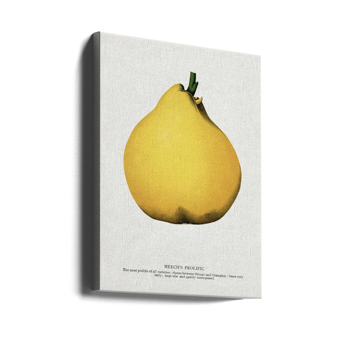 Meech's Prolific Pear by Botanical Specimen Rochester Lithographing | Vintage Botanical Illustration, Large Canvas Wall Art Print | Artsy Earth