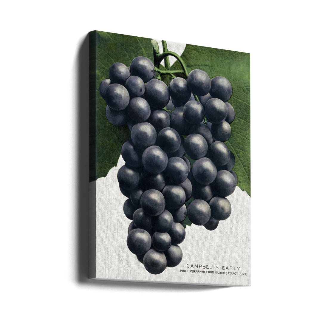 Campbell's Early Grape by Botanical Specimen Rochester Lithographing | Vintage Botanical Poster, Large Canvas Wall Art Print | Artsy Earth