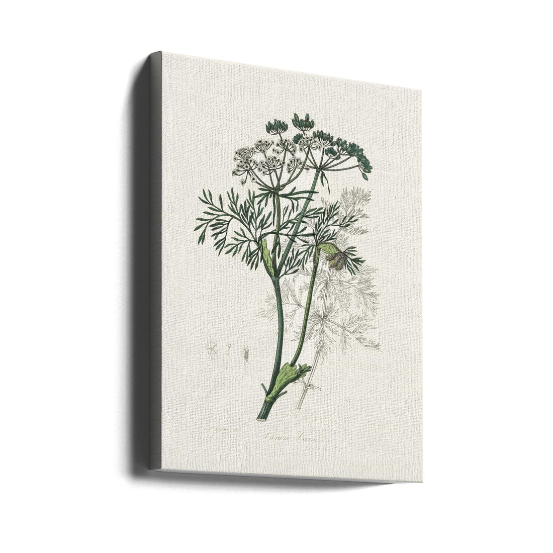 Caraway Medical Botany by John Stephenson And James Morss Churchill | Vintage Botanical Illustration, Large Canvas Wall Art Print | Artsy Earth