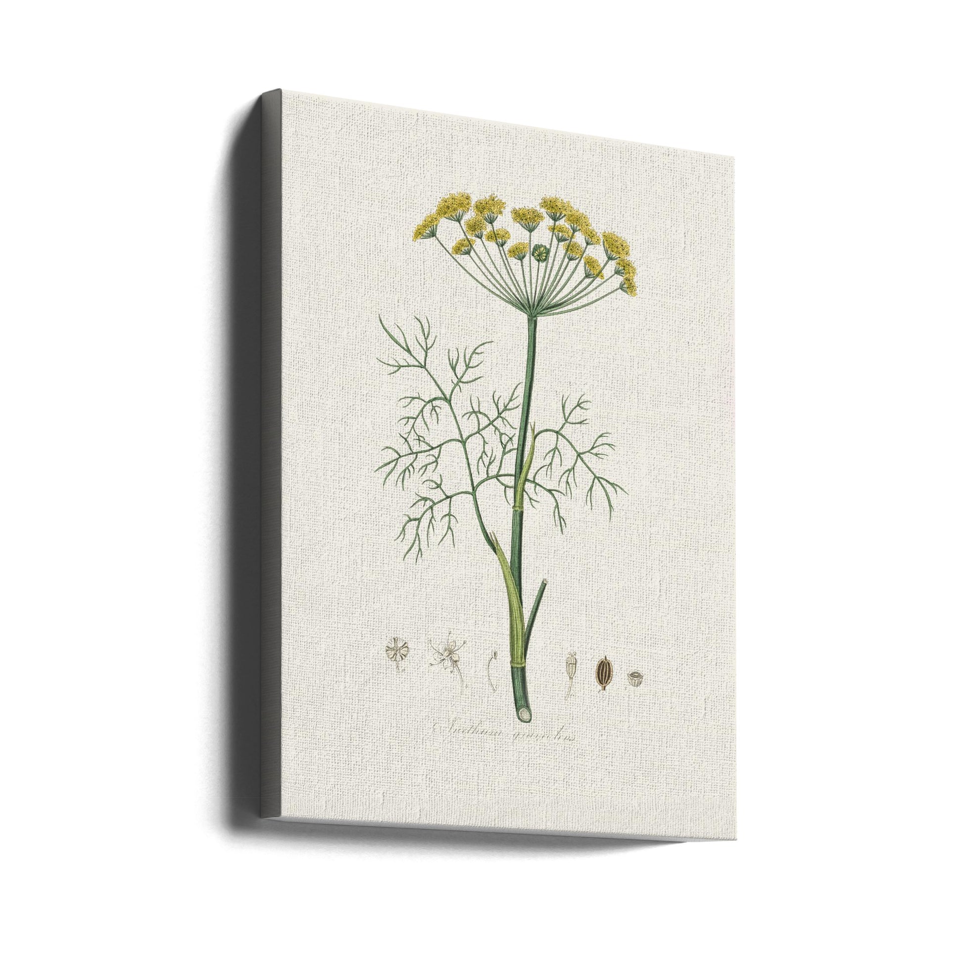 Medical Botany Dill by John Stephenson And James Morss Churchill | Vintage Botanical Illustration, Large Canvas Wall Art Print | Artsy Earth