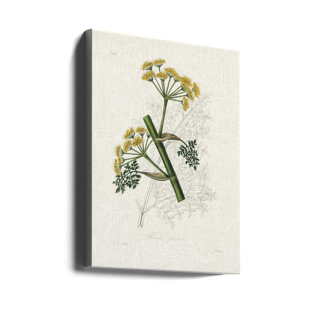 Ferula Persica Medical by John Stephenson And James Morss Churchill | Vintage Botanical Illustration, Large Canvas Wall Art Print | Artsy Earth